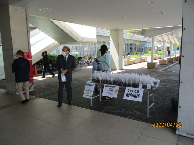 なでしこの苗寄贈写真